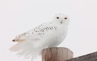 Snowy Owl in Winter