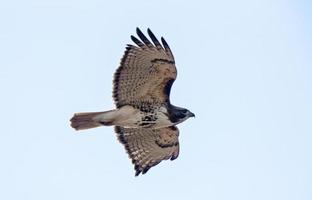 Swainson Hawk Saskatchewan photo