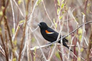 Red Winged Blackbird photo