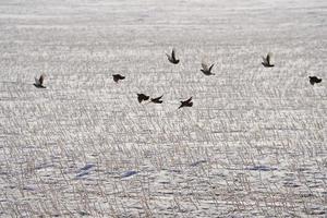 Partridge in Winter Flying photo