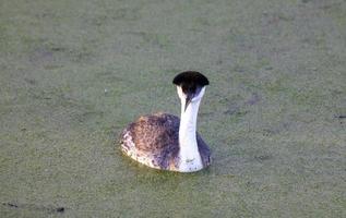 Western Grebe Saskatchewan photo