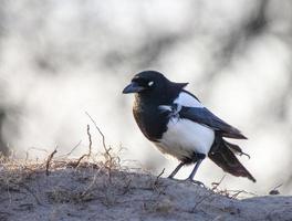 Magpie in Saskatchewan photo