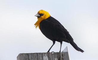 Yellow Headed Blackbird photo