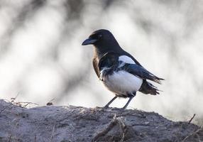 Magpie in Saskatchewan photo