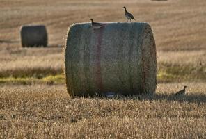 Partridge on a Hay Bale photo