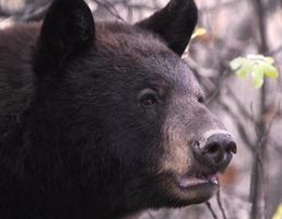 Wild Bear Canada