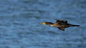 Cormorants in flight photo