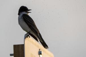 Tree Swallow at Sunset photo