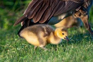 pichones de ganso canadá foto