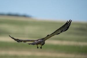 Hawk in Saskatchewan photo