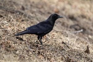 Blackbird Crow on Ground photo