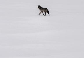 Black Wolf on Lake photo