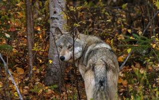 lobo de madera salvaje canadá