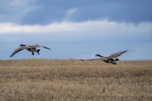 Canada Goose in Flight photo