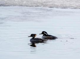 patos de agua encapuchados foto