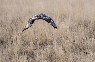 Hawk in Saskatchewan photo