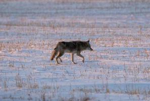 coyote solitario invierno foto