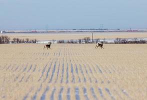 Prairie Winter Scene photo