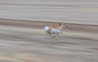 Pronghorn Antelope Saskatchewan photo