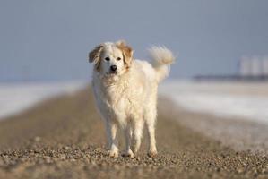 perro corriendo invierno foto