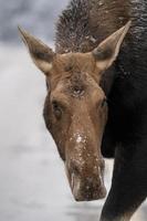 Winter Moose Manitoba photo