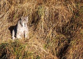 Wild Lynx Manitoba photo