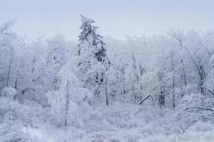 Winter Scene Manitoba photo