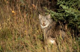 lince salvaje manitoba foto