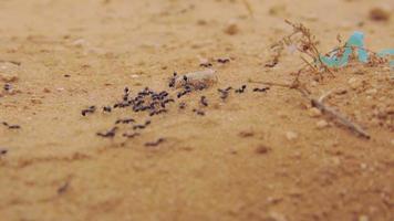 Gros plan d'un groupe de fourmis noires marchant sur la terre