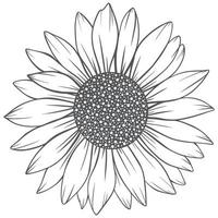 sunflower line art, sunflower line drawing, floral line drawing, sunflower outline vector
