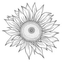 arte de línea de girasol, dibujo de línea de girasol, dibujo de línea floral, contorno de girasol vector