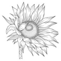 arte de línea de girasol, dibujo de línea de girasol, dibujo de línea floral, contorno de girasol vector