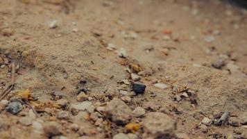 primo piano di un gruppo di formiche nere che camminano sulla terra video