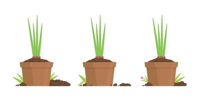 Vector illustration of planting sajans in a vegetable garden.