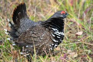 Ruffed Grouse Manitoba photo