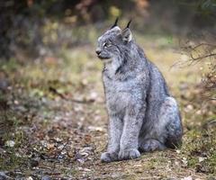 Wild Lynx Manitoba photo