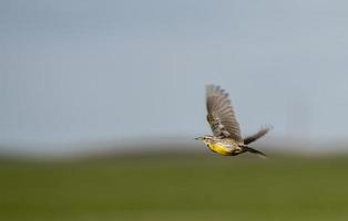 Meadowlark in Flight