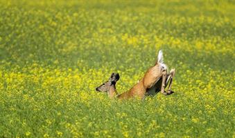 Deer Jumping in field photo