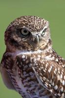 Burrowing Owl Close Up photo