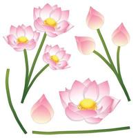 nelumbo nucifera - loto indio, loto sagrado, frijol de la india, frijol egipcio. flor nacional de india y vietnam. ilustración vectorial aislado sobre fondo blanco vector