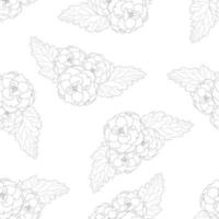 Begonia Flower, Picotee Outline on White Background vector