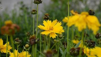 coreopsis es una hermosa planta con flores en el jardín. las flores amarillas se cierran. video
