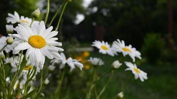 camomille dans le jardin. gros plan de fleurs blanches. une plante magnifiquement fleurie video