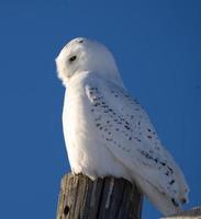 Snowy Owl in Winter photo