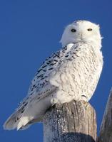 Snowy Owl in Winter photo