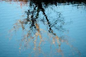 Tree Reflection in River photo