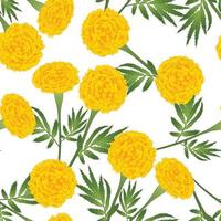 Yellow Marigold on White Background vector