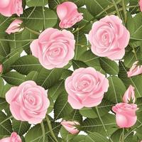 Pink Rose and Green Leaves on White Background vector