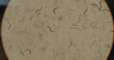 una colonia di microrganismi, vermi nematodi c-elegans al microscopio, macro video