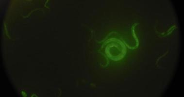 vermi verdi evidenziati al microscopio, che si muovono in una capsula di Petri, ripresa macro video